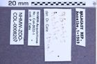 Etikette zu Abiphis nobilis (NHMW-ZOO-COL-0008207)